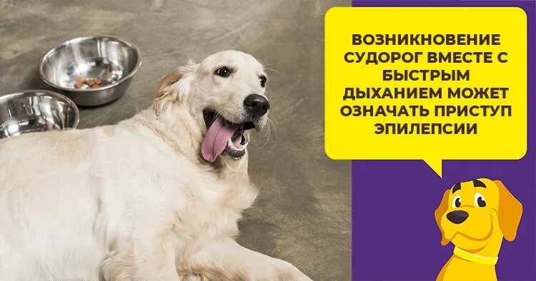 Почему собаки дышат