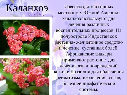 Что лечит каланхоэ