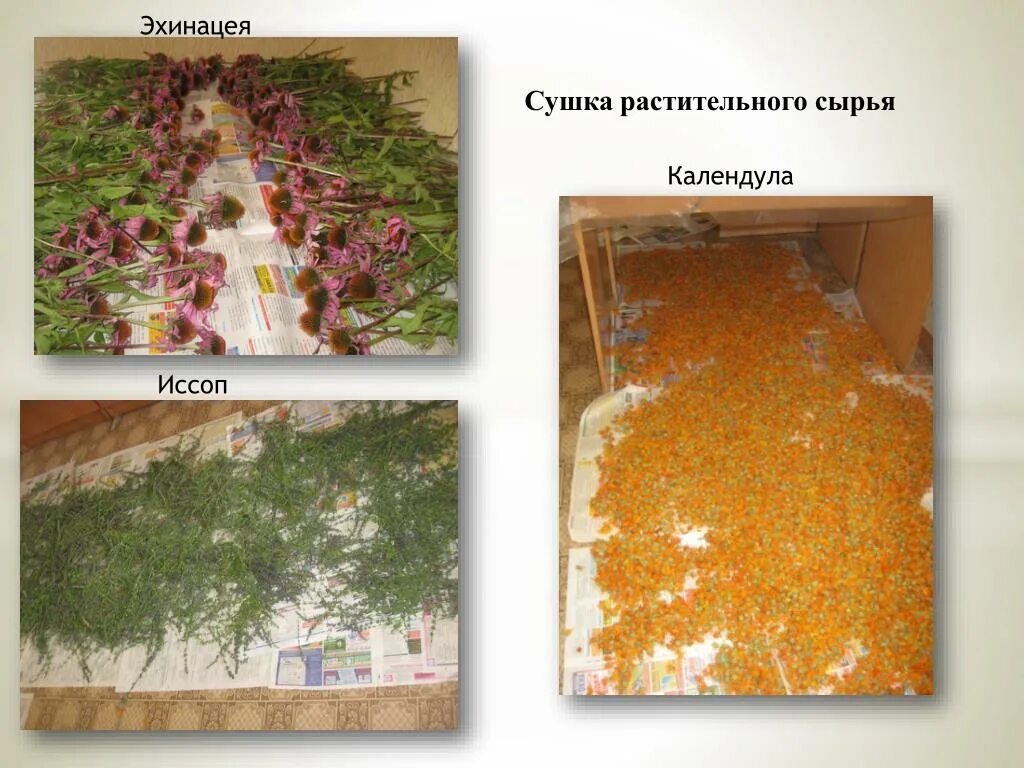 методы сушки лрс. сушка трав. засушенные травы. сушилка для лекарственных трав. сушка лекарственного сырья.