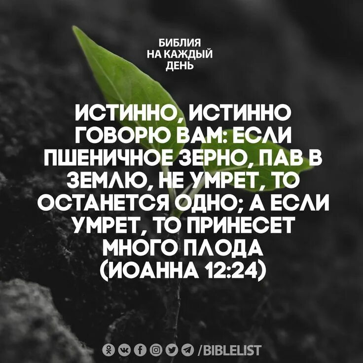 Если пшеничное зерно падши. Если пшеничное зерно падши. Если пшеничное зерно падши. Стихи из библии на жатву. Истинно истинно говорю вам если пшеничное зерно падши в землю не это.