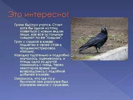 Интересно о грачах