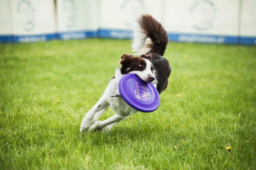 собака играет. щенок играется. джек рассел терьер фрищби. воспитание собаки. игры с собакой летом.