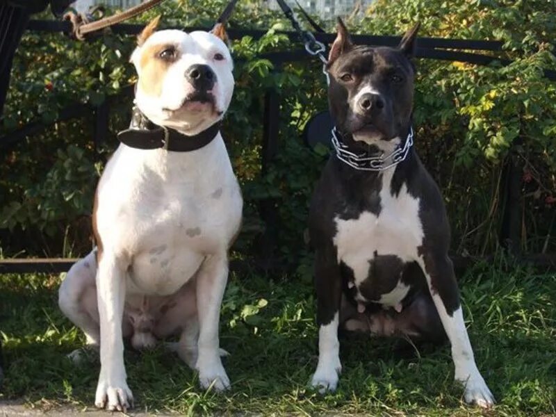 Питбуль команда. Бриндизская бойцовая. бойцовские собаки. бойцовские собаки фото. американский питбультерьер белый.
