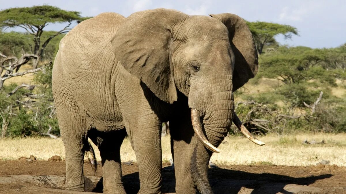 Африканские слоны. Слоны и носороги. Животные Африки верблюд. Слон Жираф носорог.