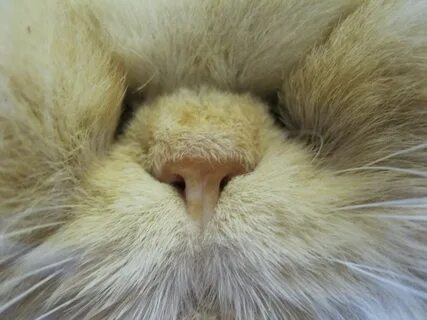 Какой нос у кота