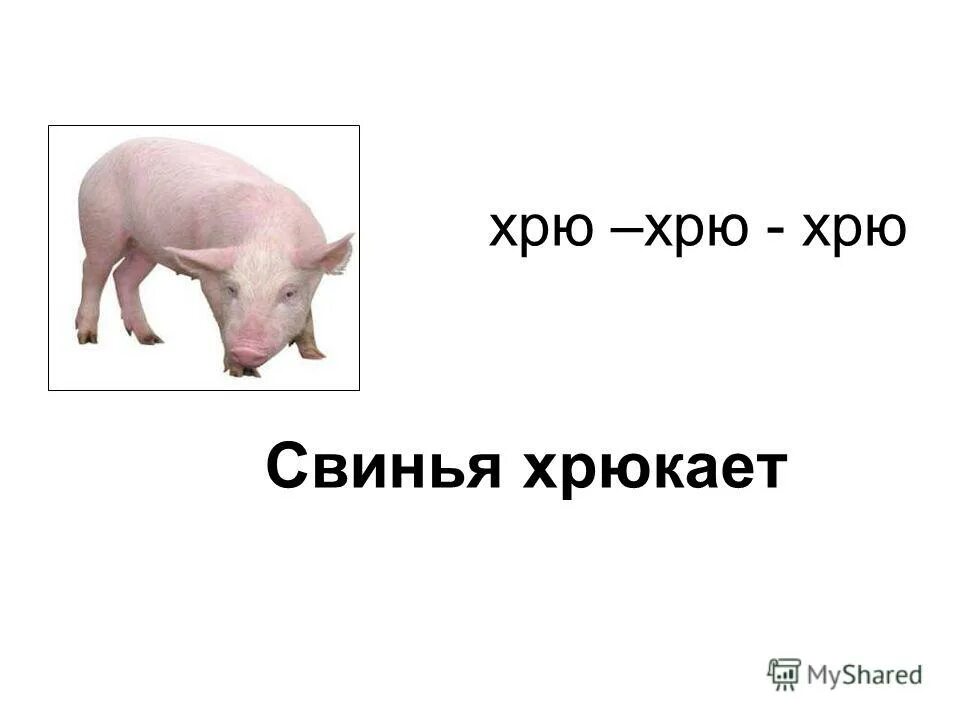 Свинка хрю хрю