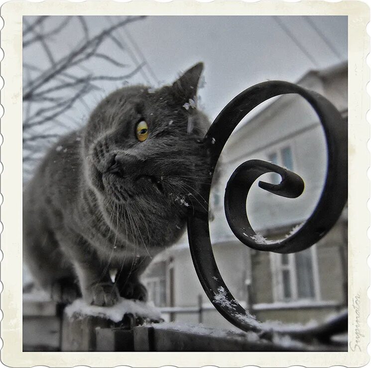 кот с пухлыми щеками. прикол вася выходи. помурлыкай помурлыкай. кот наказан. муся смешная.