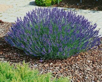 Терең жұтқыншақ порно