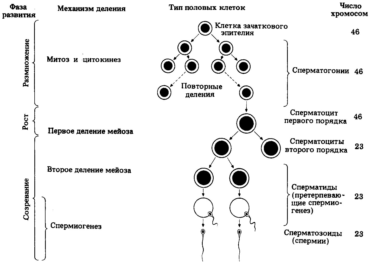 Какой набор хромосом имеют спермии. Фазы сперматогенеза схема. Сперматогенез и овогенез стадии развития. Схема сперматогенеза сперматиды. Фаза созревания сперматогенеза.