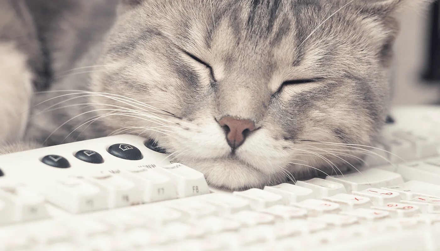 Кот на клавиатуре фото Delete models in products, because sometimes, cats walk on keyboards Cats, Cat w