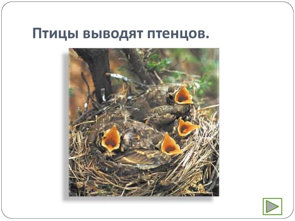 Птицы выводят птенцов. Выводят птенцов перелетные птицы. Весной у птиц появляются птенцы. Птица выводит птенцов весной.
