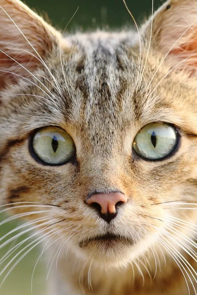 Крупно фото кошек. Морда кота. Морда ската. Мордочка котенка. Глаза кошки.