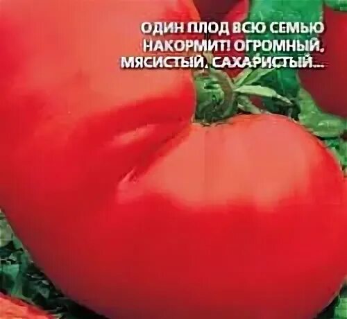 Томат хлебосольный описание сорта характеристика