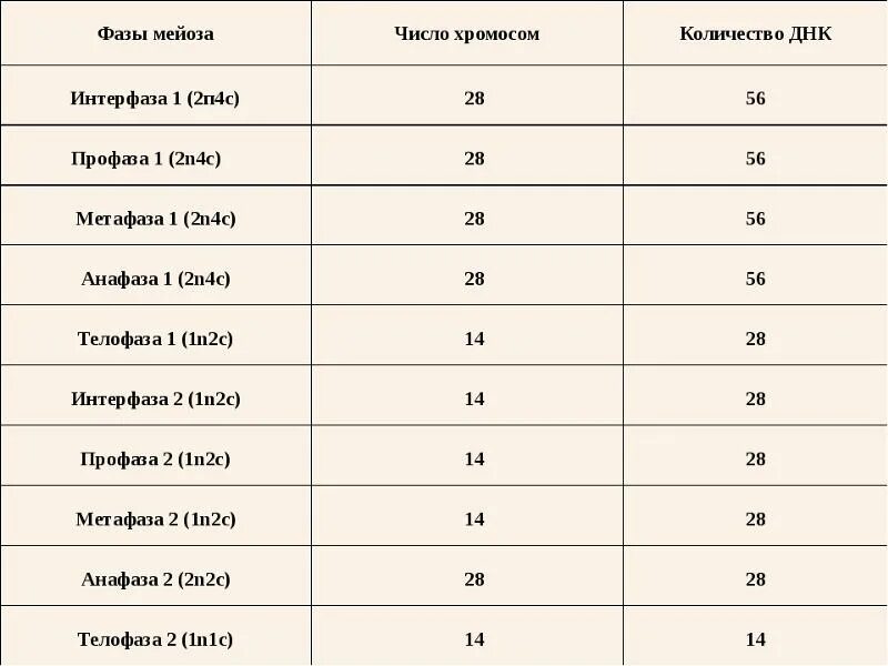 Набор хромосом и днк клетки 2n2c. Набор хромосом в мейозе таблица. Митоз и мейоз таблица набор хромосом. Митоз мейоз таблица фазы набор хромосом. Мейоз фазы таблица набор хромосом.