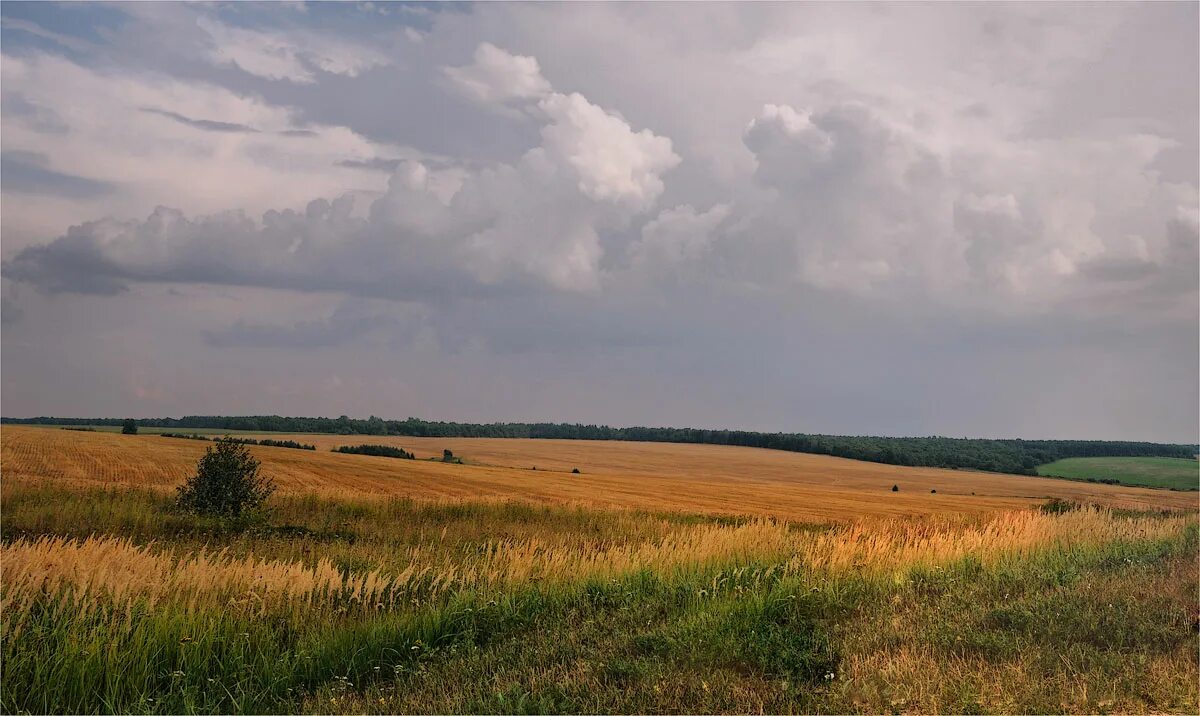 Поля в августе какие. Фото поселка Петрин Курского района. Как выгляди август в поле.