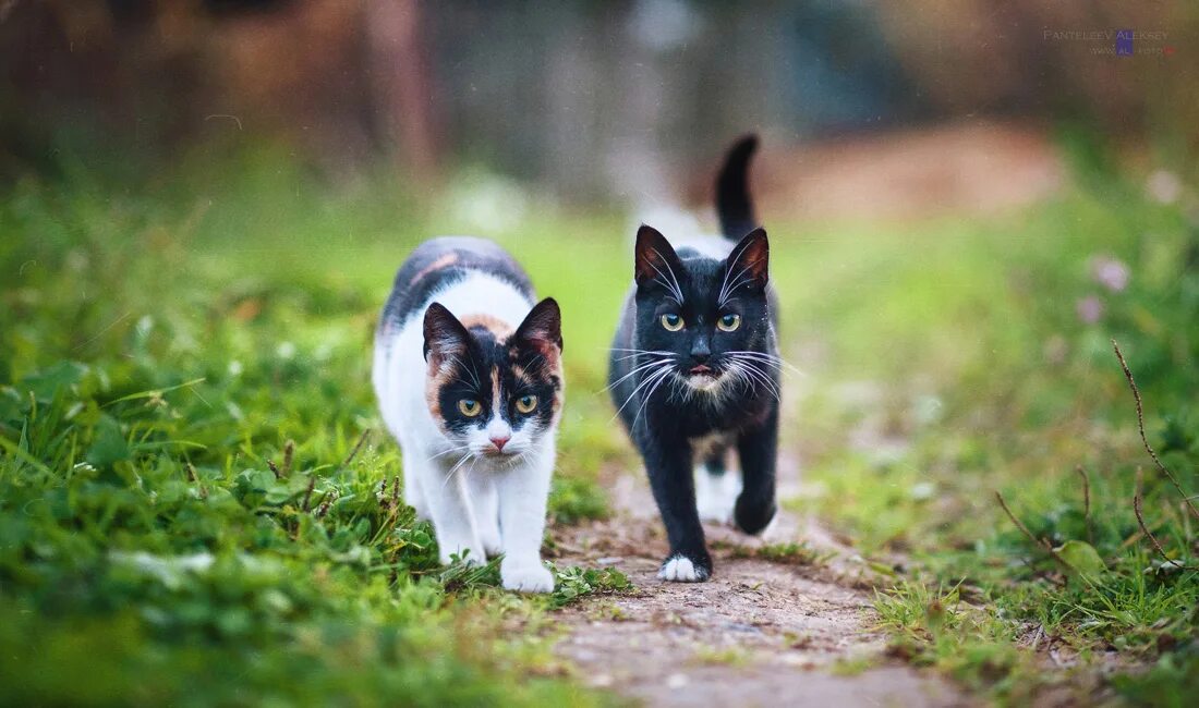 Котик 2 2 8. Котик гуляет. два кота гуляют. два кота в лесу. коты идут друг за другом.