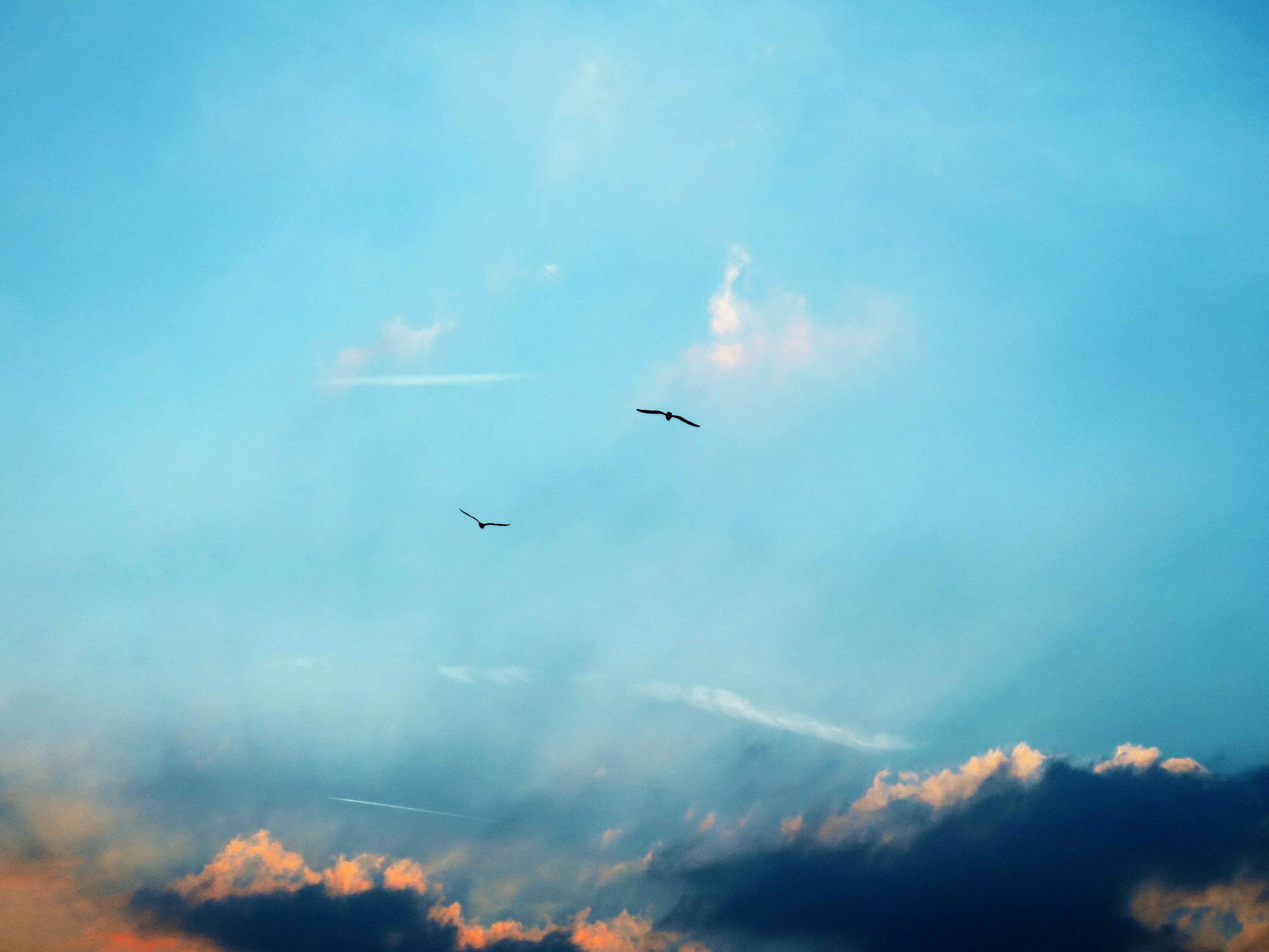 Синяя птица облака. Птицы в небе. Птица внеебе. Полет птицы. Птицы в облаках.