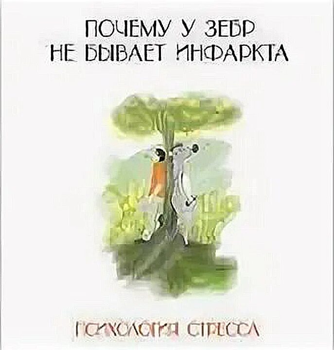 Почему у зебры не бывает стресса. У зебры не бывает инфаркта. Почему у зебр не бывает инфаркта.