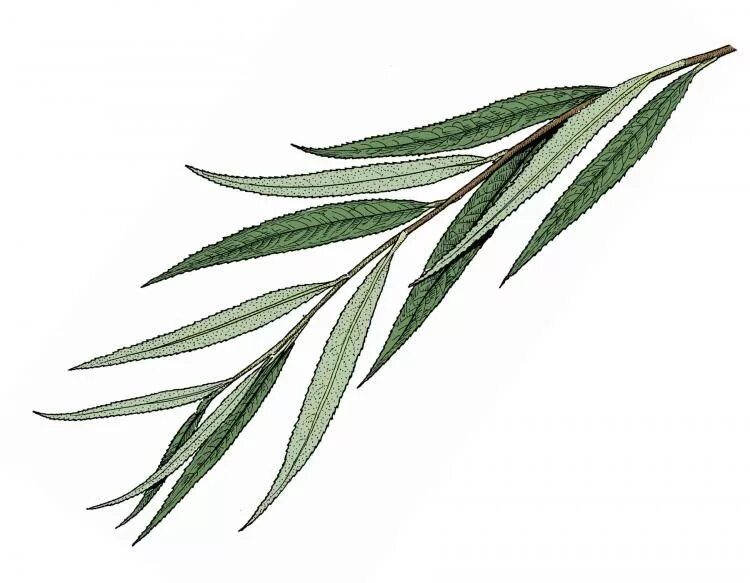 Pin on πινακες