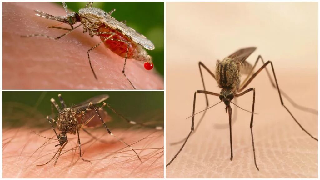 Сколько укусов комаров. Сколько живут комары. Грибковый гнус. Продолжительность жизни комара после укуса человека.