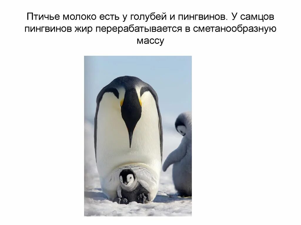 Королевский пингвин в антарктиде. Папуанский пингвин антарктида. Пингвин относится к птицам. Птицы питающиеся рыбой. Пингвин это птица или млекопитающее.