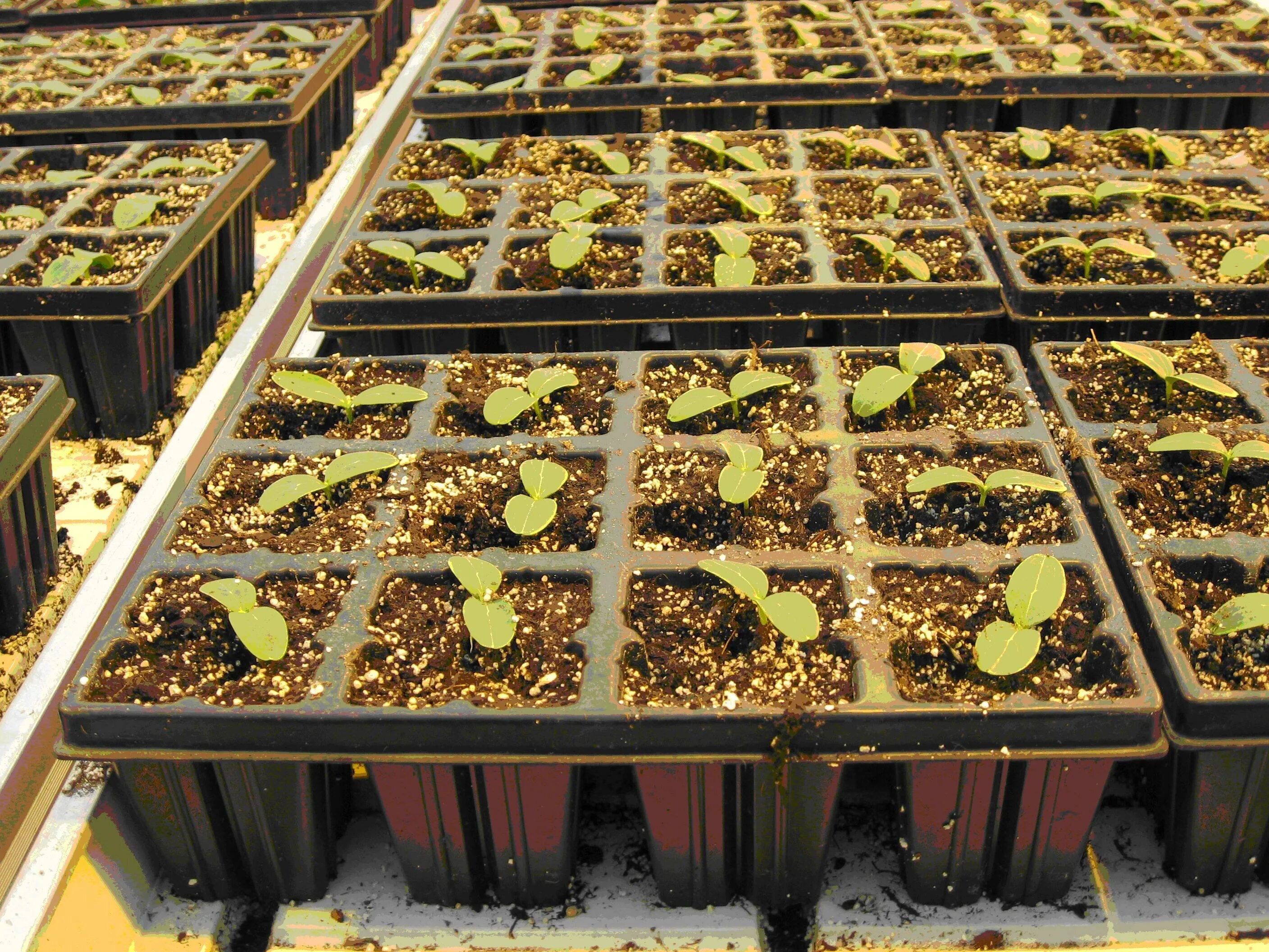 рассадный способ выращивания. рассада растет. пикировка петунии. посев рассады. рассада.