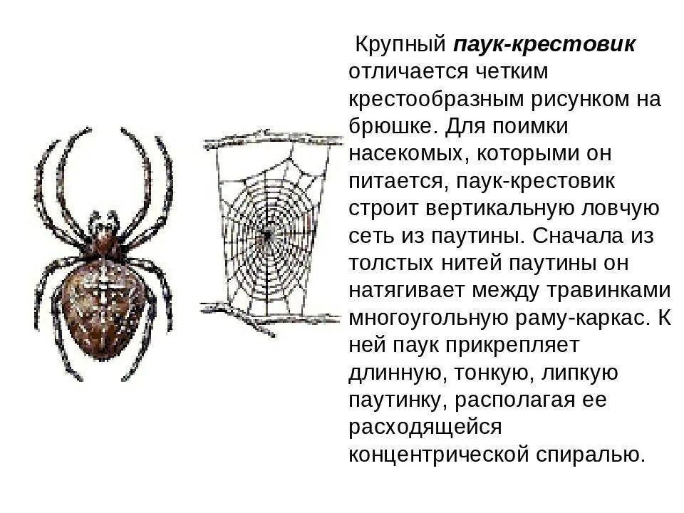Паук крестовик представляет опасность для человека. Паук крестовик место обитания. паук крестовик описание 2 класс. среда обитания паука крестовика. укус паука обыкновенного крестовика.