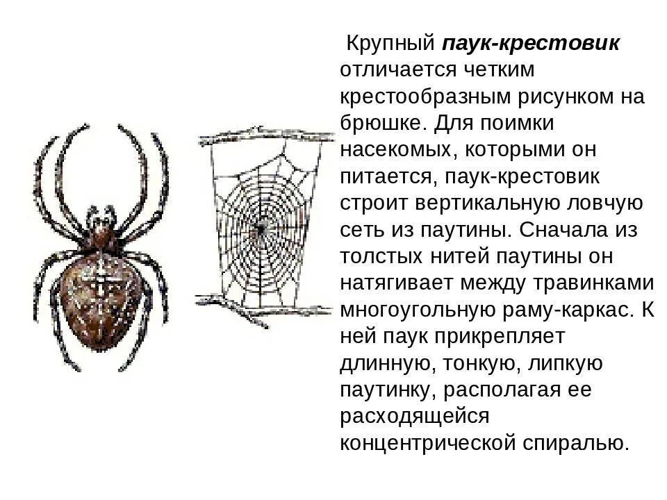 Крестовики опасен ли для человека. Крестовик обыкновенный паук. Паук крестовик среда обитания. Паук крестовик описание 2 класс.