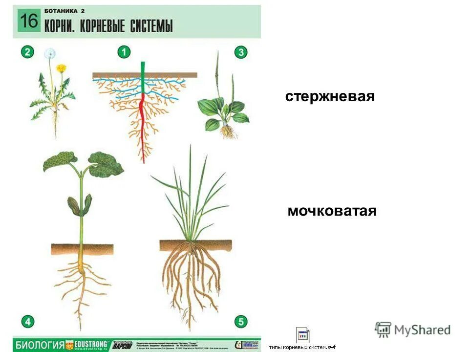 Тесты корень лист