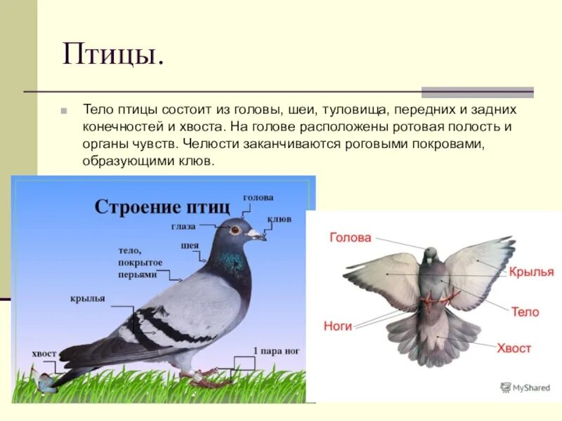 Тип и способ движения голубя таблица