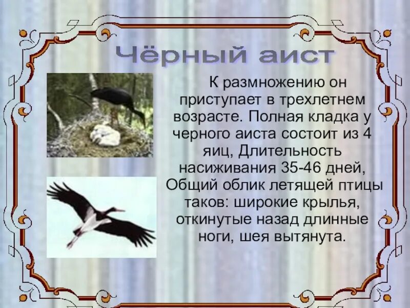 Растения и животные красной книги республики бурятия. Животные красной книги в бурятии. красная книга бурятии растения и животные. птицы бурятии из красной книги. животное красной книги бурятии.