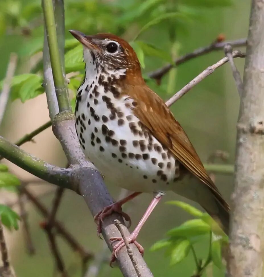 Дрозд фотография. Лесной дрозд. дрозд птица. дрозд - thrush. лесной певчий дрозд.