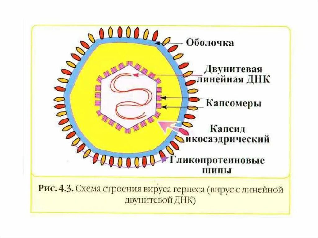 Строение герпеса. Строение вириона микробиология. схема строения вируса герпеса. строение вируса и бактерии. герпесвирусы строение вириона.
