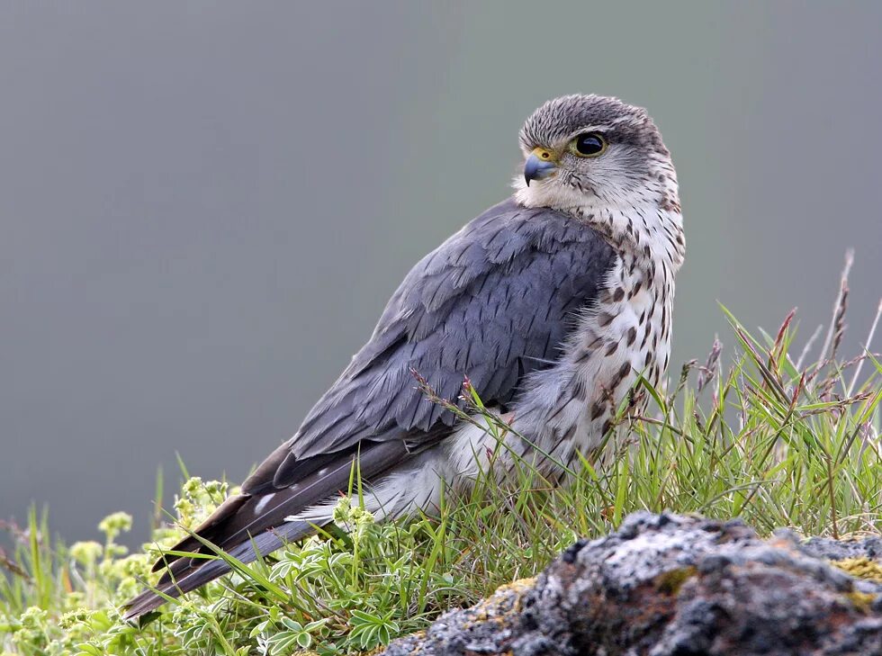 Сокол дербник. Дербник (Falco columbarius) Merlin. Дербник самка. Дербник Соколиные.