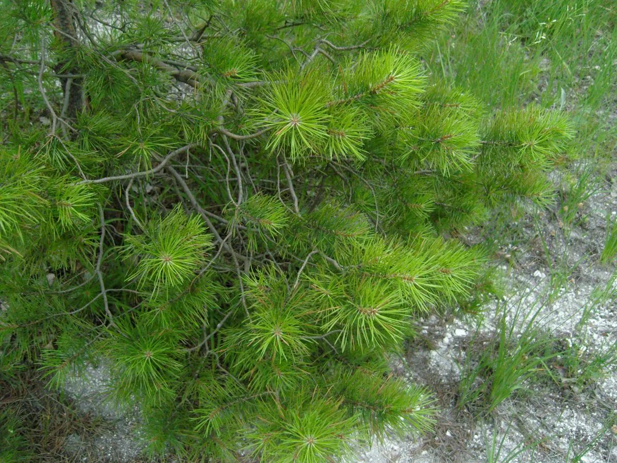 Хвойная 4. Pinus Sylvestris var. Cretacea. Сосна меловая ( Pinus Sylvestris). Меловая сосна Белгородской области. Меловая сосна Хвалынск.