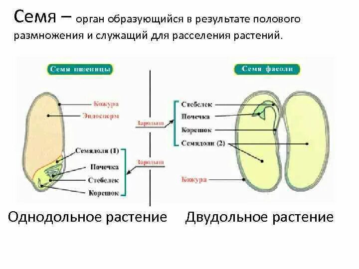 Орган размножения и расселения. Семя строение семени однодольных и двудольных растений. Строение семян однодольных и двудольных растений. Семя это орган размножения. Строение семян однодольных и двудольных растений без подписей.