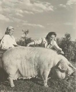 Мире вес