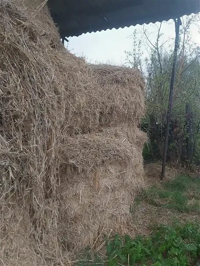 Хранение сена в рулонах. Соевое сено. Хранение сена в рулонах. Сено (клевер+люцерна) 1 тюк. Солома в рулонах.