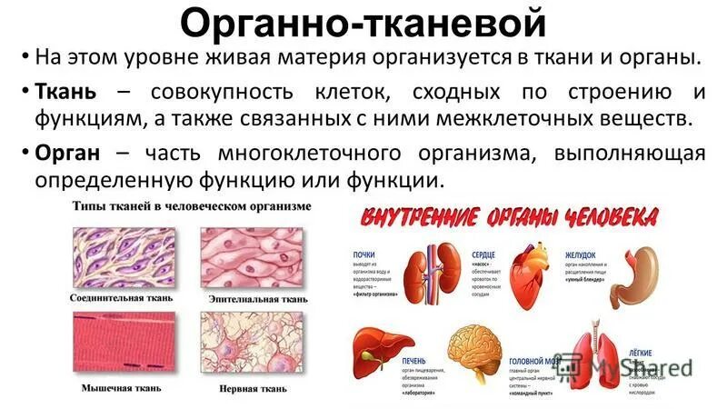 Органный уровень организации живой