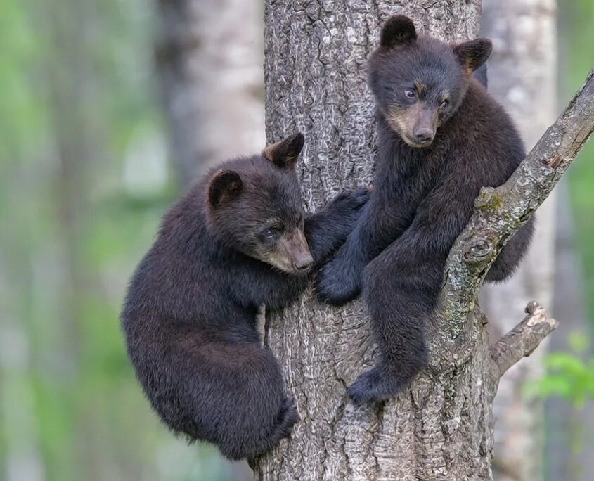 Медведь барибал умеет лазить по деревьям. Барибал медведь. Медвежонок на дереве. Медведь на дереве. Медведь в тайге.