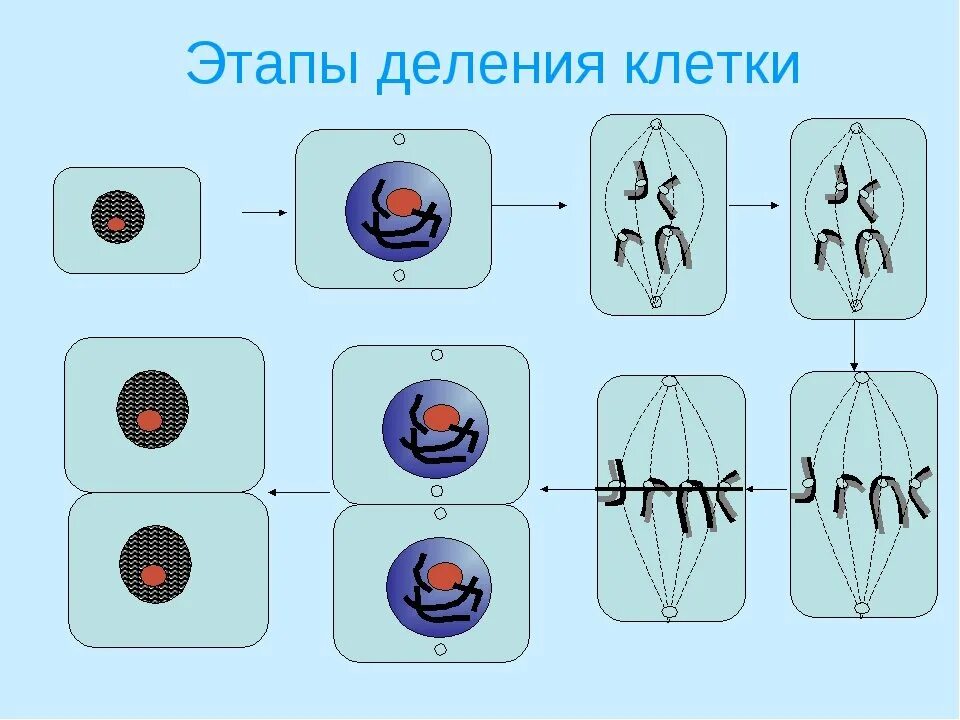 Схема деления клетки. Хему деления клетк. Этапы деления растительной клетки. Фазы деления клетки. Фаза подготовки клетки к делению