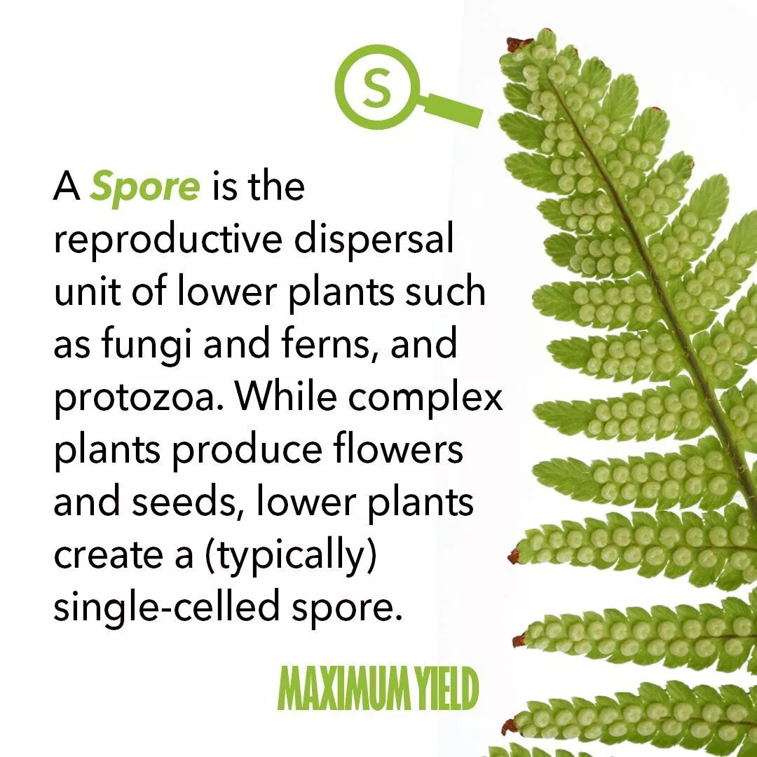 Lower plants. Fern Spores. Fern reproduction. Fern перевод. Masticating Plants meaning.