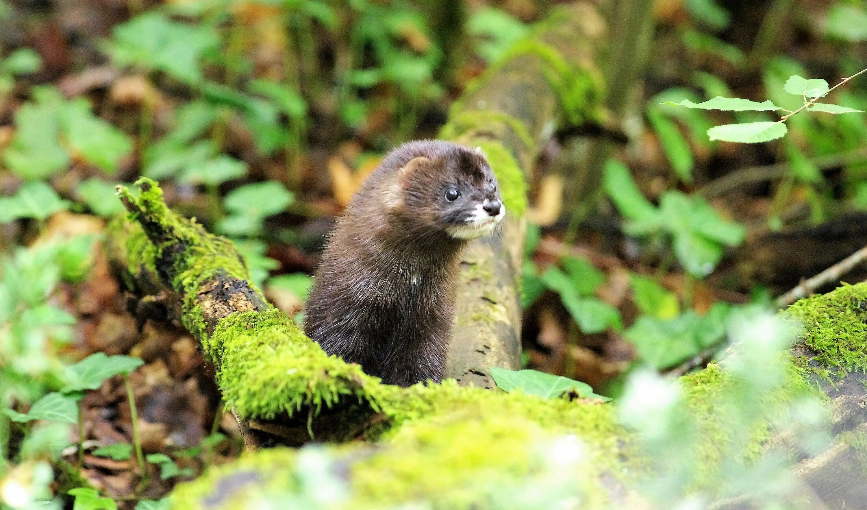 Норка соклот. Норка в лесу. Европейская норка куньи. Норка в лесу. Mustela lutreola норка.