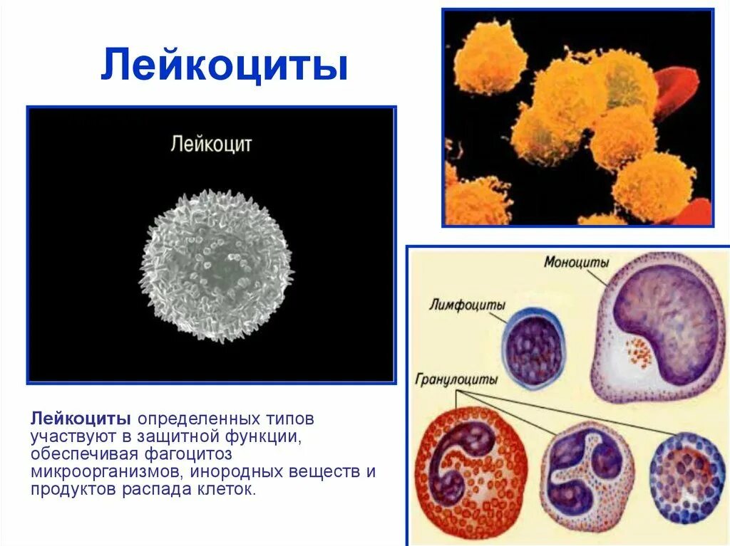 Лейкоциты человека содержат. Строение лейкоцитов. лейкоциты рисунок анатомия. строение лейкоцитов в крови. строение клетки крови лейкоциты.