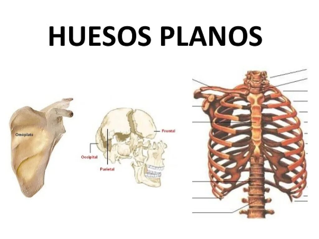 Huesos мем. Huesos испанский. Huesos кости. Huesos. Huesos игрушка.