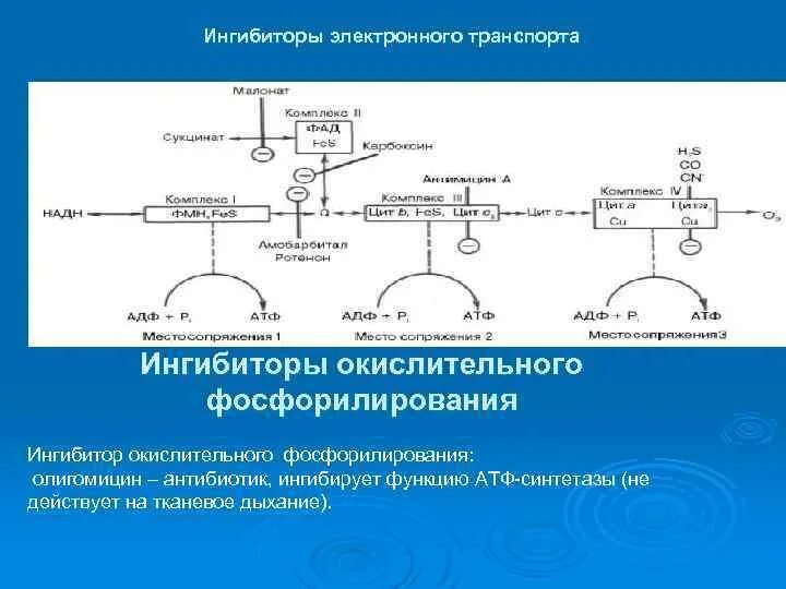 Ингибиторы и разобщители. Ингибитором iv комплекса дыхательной цепи. ингибиторы фосфорилирования биохимия. разобщители дыхания и фосфорилирования. ингибиторы фосфорилирования адф.