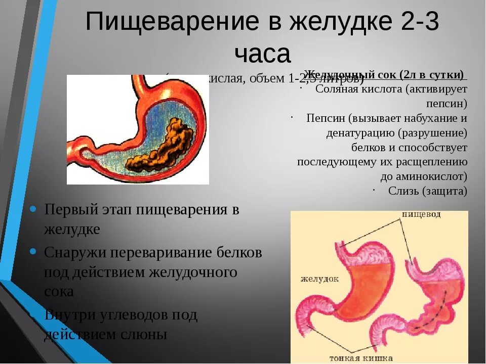 Фазы пищеварения в желудке. Пищеварение в желудке 8 класс. Внешнее и внутреннее пищеварение. Строение желудка 8 класс