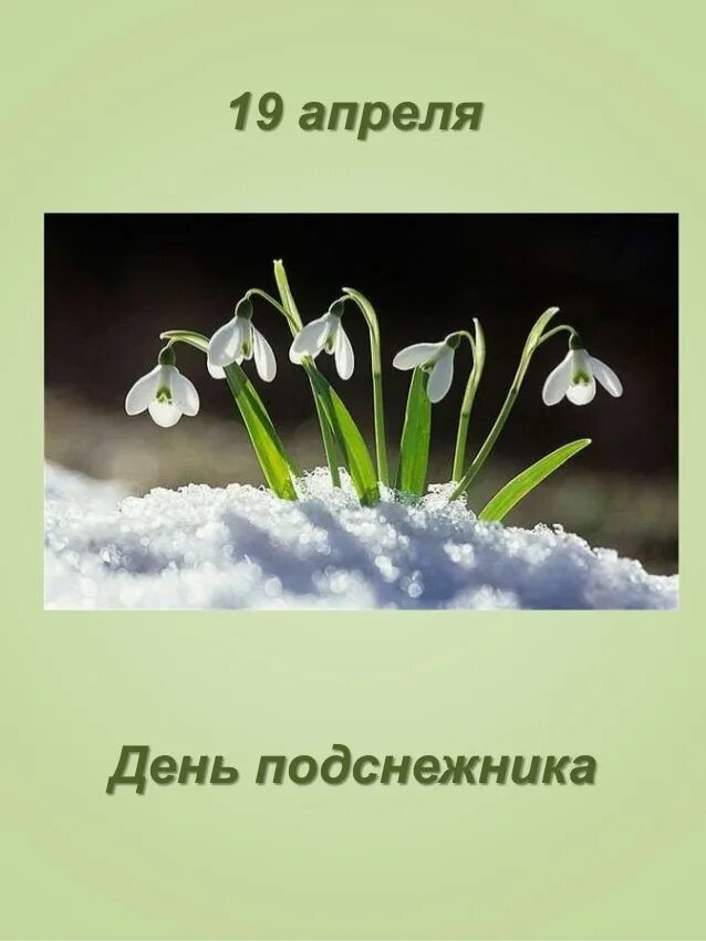 День подснежника. 19 Апреля день подснежника. Открытки с подснежниками. С днем подснежника открытки.