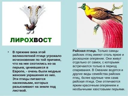 Виды животных и птиц которым грозит исчезновение