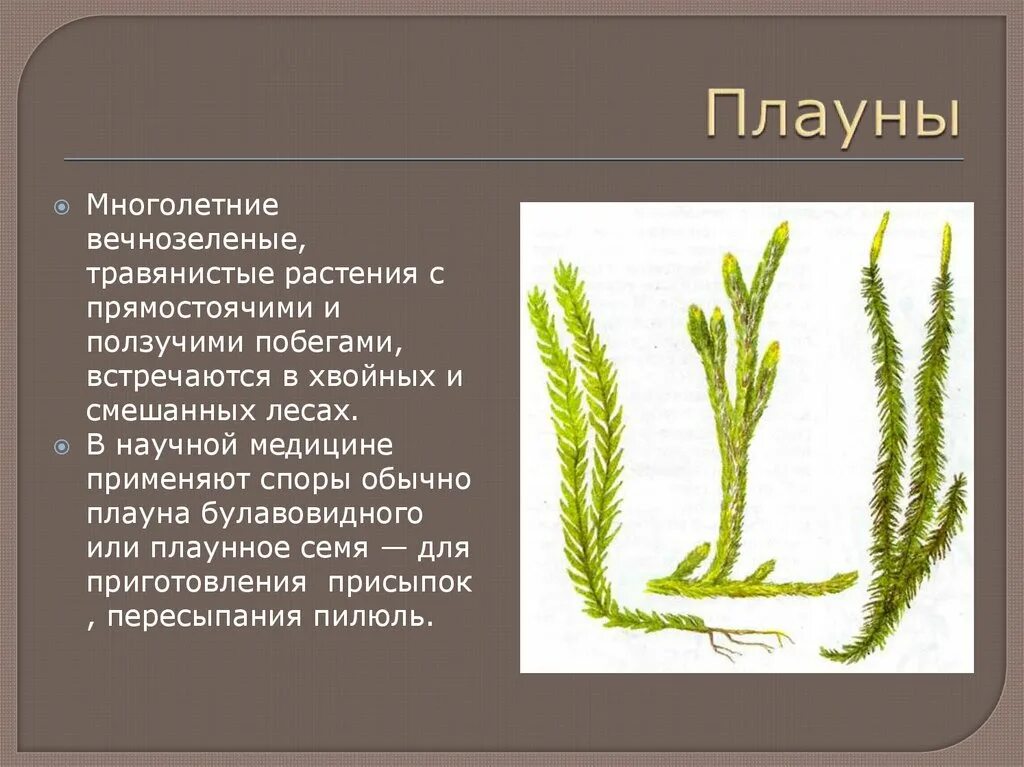 Каково значение плаунов в жизни человека впр. Побег плауна булавовидного. Плаун, сфагнум, хвощ. Мох плаун булавовидный. Плауна булавовидного папоротник.